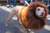 ������ ������ lion dog